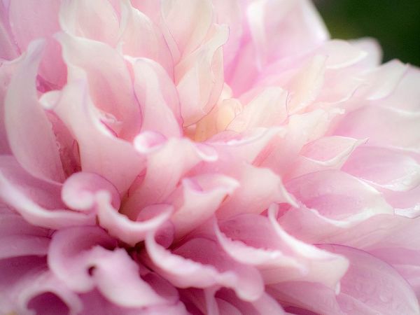 Oregon-Canby-Swan Island Dahlia farm with close-ups of flowering Dahlia